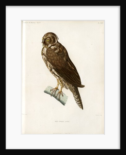 Stygian owl by Guyard
