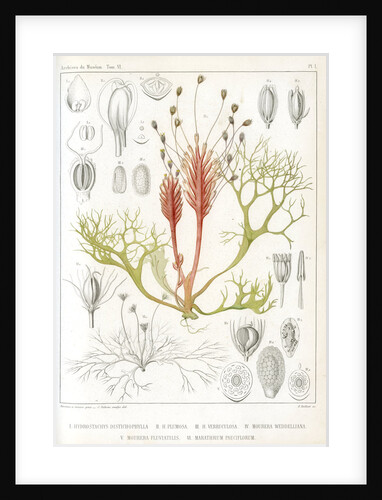 Riverweeds by Eugenia Taillant