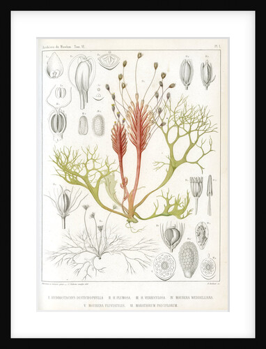 Riverweeds by Eugenia Taillant