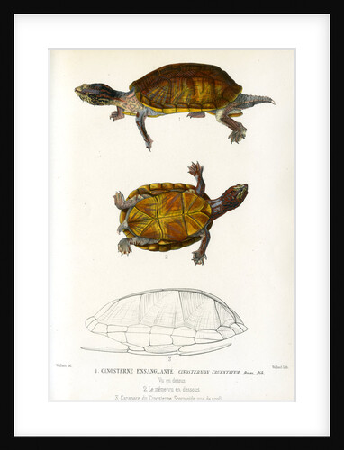 Red cheeked mud turtle by Léon Louis Vaillant