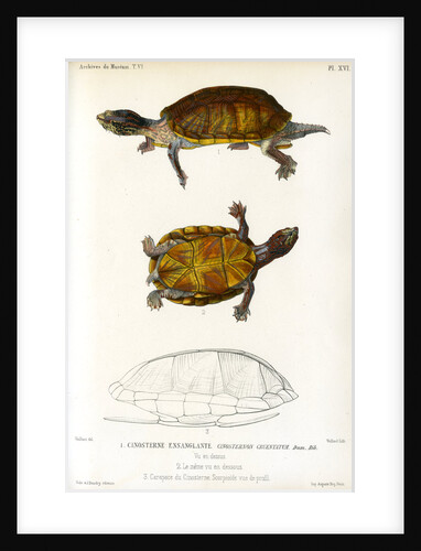 Red cheeked mud turtle by Léon Louis Vaillant