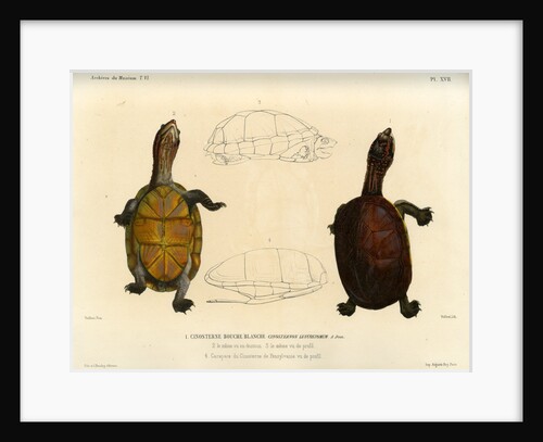White lipped mud turtle by Léon Louis Vaillant