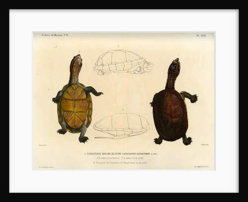 White lipped mud turtle by Léon Louis Vaillant