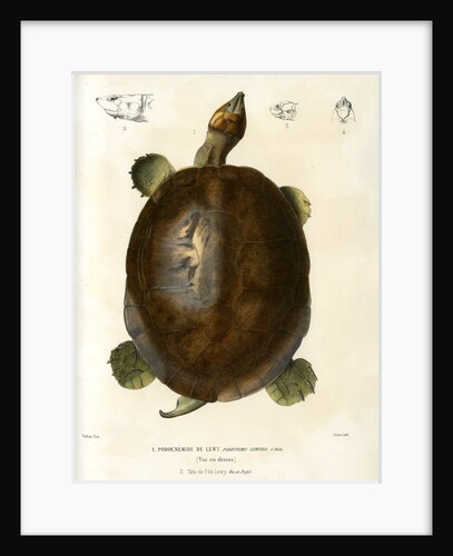 Magdalena river turtle by Léon Louis Vaillant