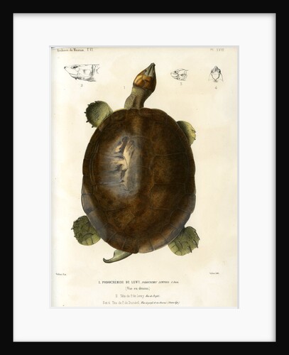 Magdalena river turtle by Léon Louis Vaillant
