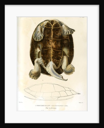 Magdalena river turtle by Léon Louis Vaillant