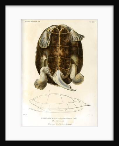 Magdalena river turtle by Léon Louis Vaillant