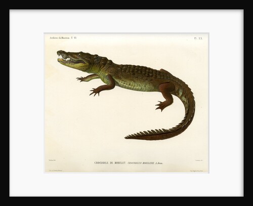 Morelet's crocodile by Louveau