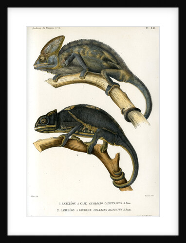 Chameleons by Marie Firmin Bocourt