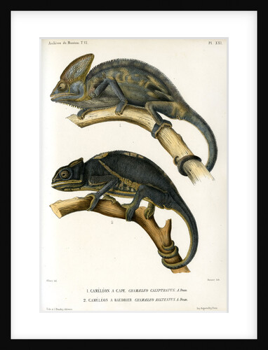 Chameleons by Marie Firmin Bocourt