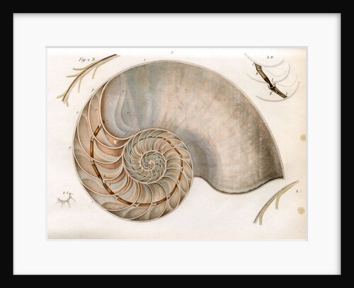 Nautilus by unknown