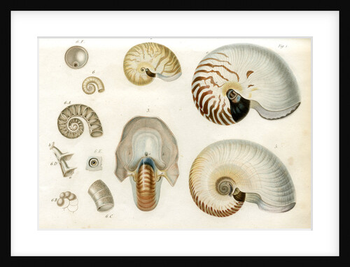Nautilus specimens by unknown