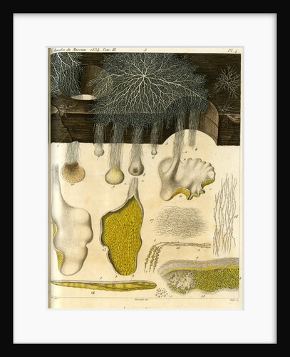 Agaricus crispus by Pérée