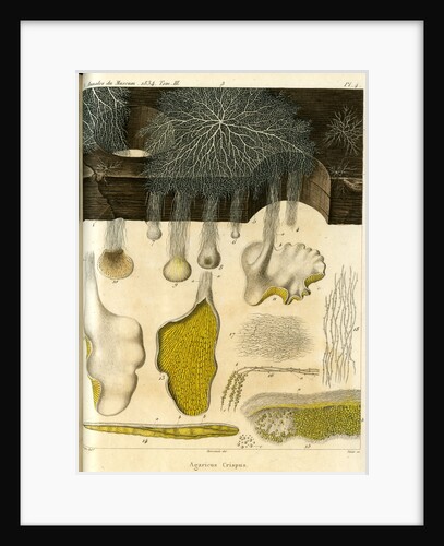 Agaricus crispus by Pérée