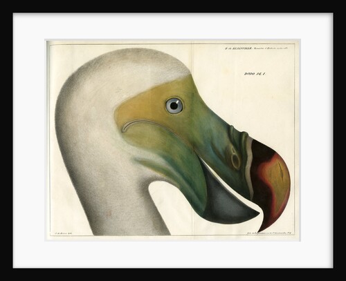 Dodo by Bièvre