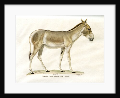 Onager by Legénissel
