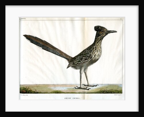 Greater roadrunner by Bièvre