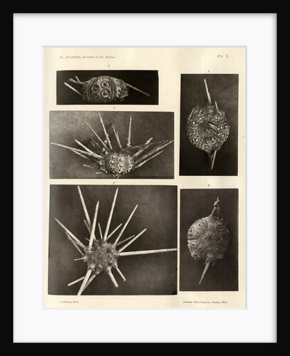 Long-spine slate pen sea urchin by American Photo Relief Printing Company