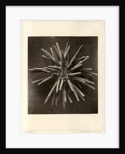 Slate pen sea urchin by American Photo Relief Printing Company