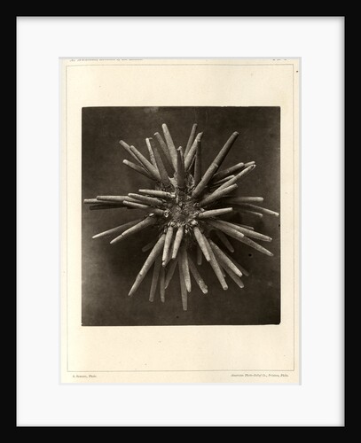 Slate pen sea urchin by American Photo Relief Printing Company