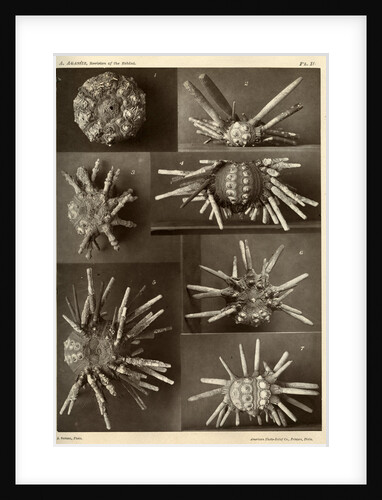 Sea urchins by American Photo Relief Printing Company