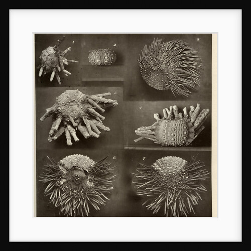 Sea urchins by American Photo Relief Printing Company