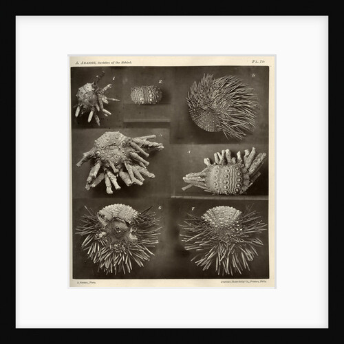 Sea urchins by American Photo Relief Printing Company