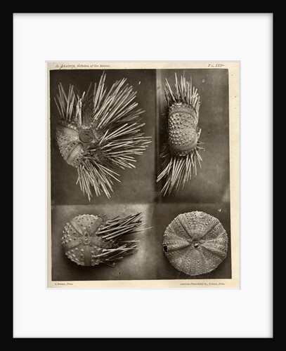 Sea urchins by American Photo Relief Printing Company