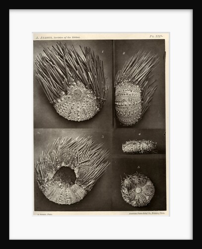 Sea urchins by American Photo Relief Printing Company