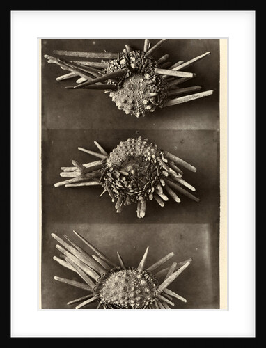 Red slate pencil urchin by American Photo Relief Printing Company