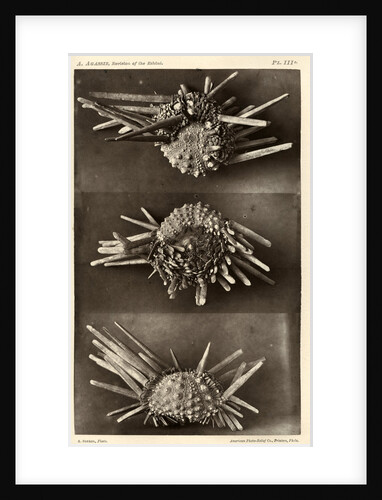 Red slate pencil urchin by American Photo Relief Printing Company