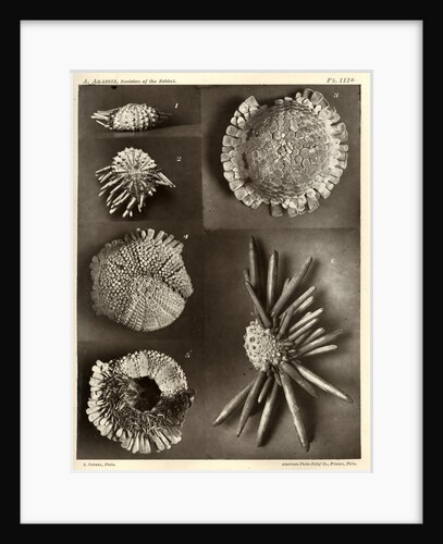 Sea urchins by American Photo Relief Printing Company