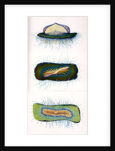 Sea raft by A Meissel