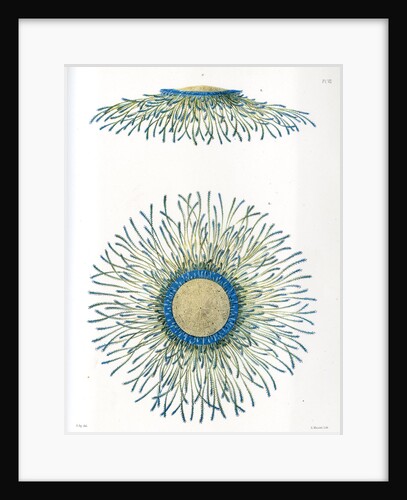 Blue button jellyfish by A Meissel