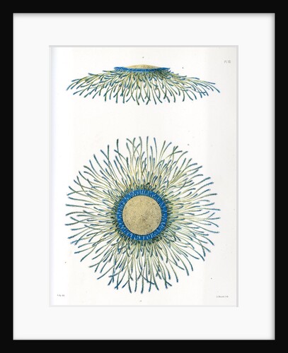 Blue button jellyfish by A Meissel