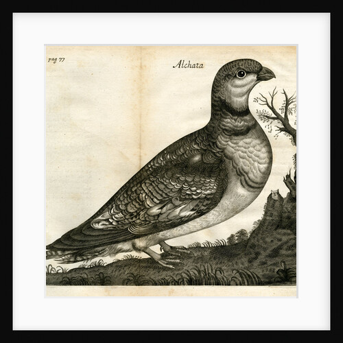 Pin-tailed sandgrouse by Unknown