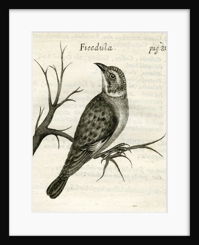 Flycatcher by Unknown