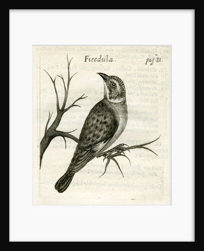 Flycatcher by unknown