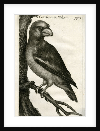 Hawfinch by Unknown
