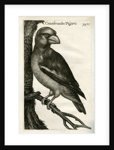Hawfinch by unknown