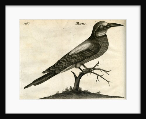 European bee-eater by Unknown