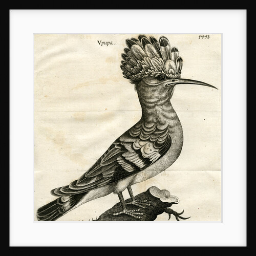 Hoopoe by Unknown