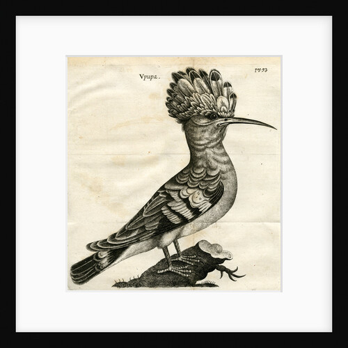 Hoopoe by unknown