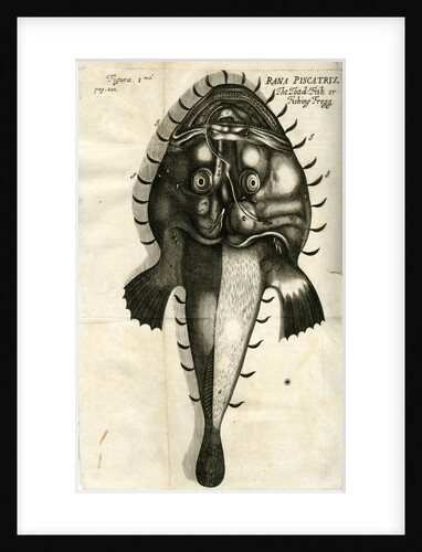 Angler by unknown