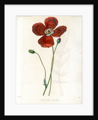 Poppy hybrid by Debray