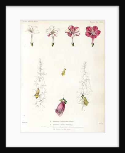 Four-o’clock and foxglove hybrids by Debray