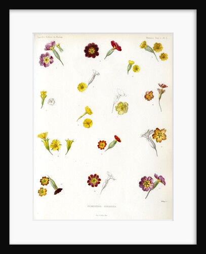 Primula hybrids by Debray