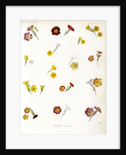 Primula hybrids by Debray