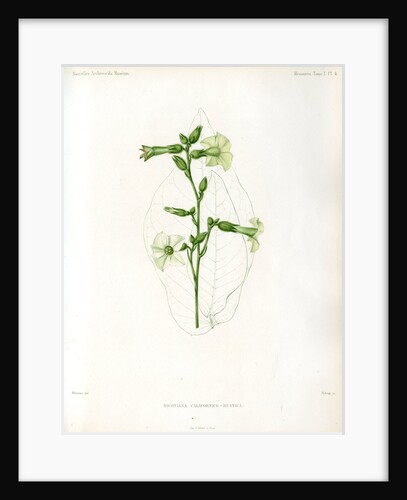 Nicotiana hybrids by Debray