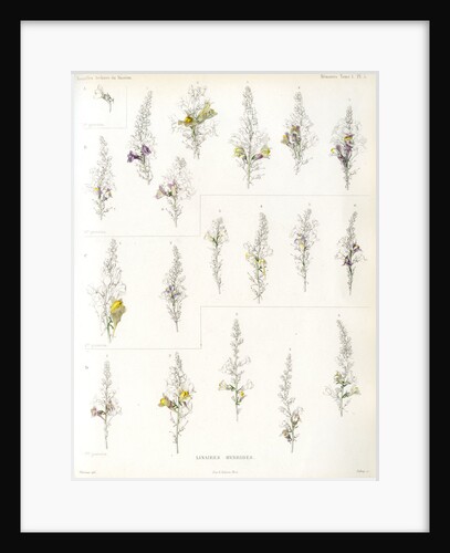 Toadflax hybrids by Debray